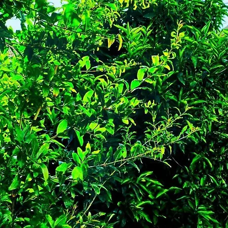 Peaceful 2br With Ultra-fast Wifi * Ποντγορίτσα